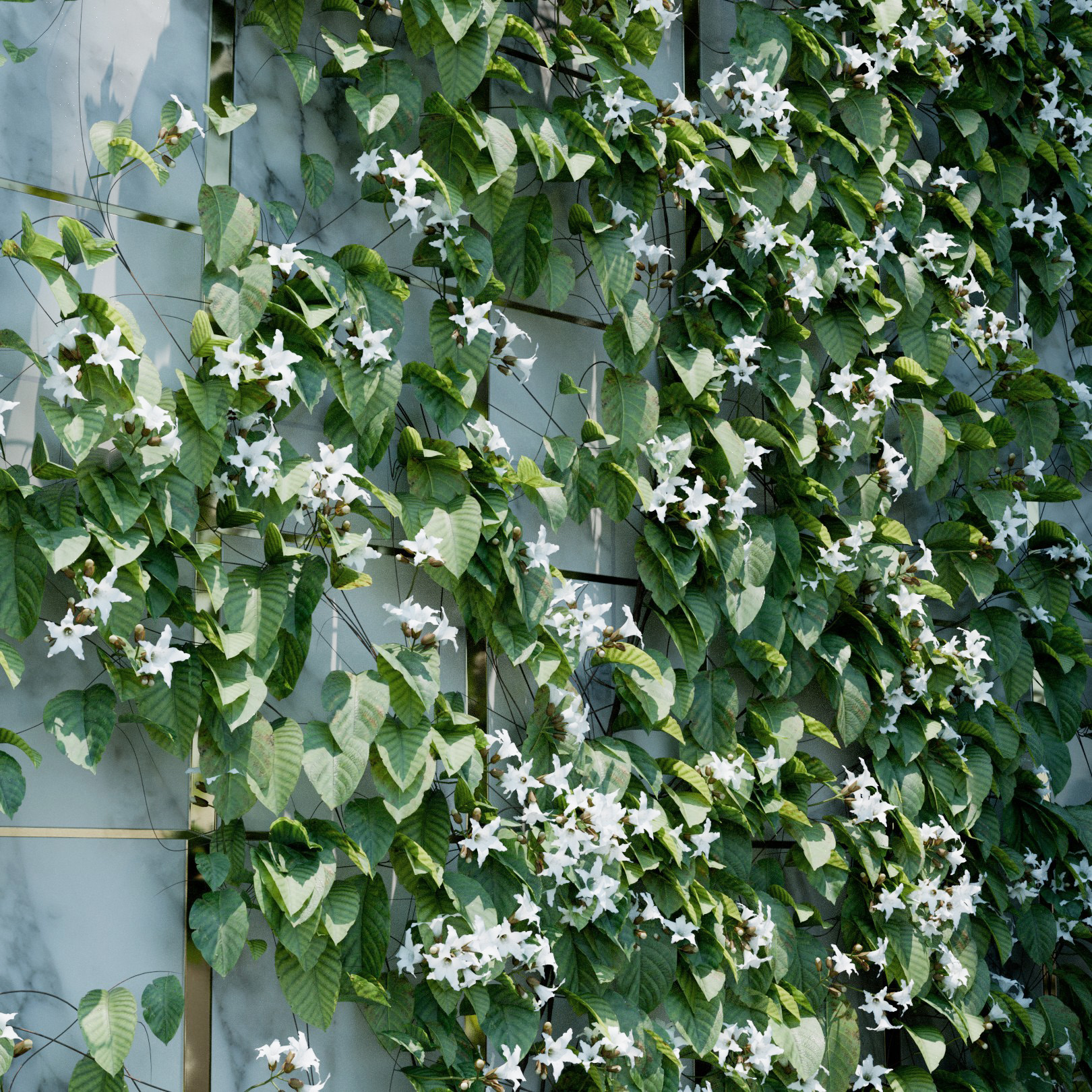 Akebia Quinata White Ivy Preset
